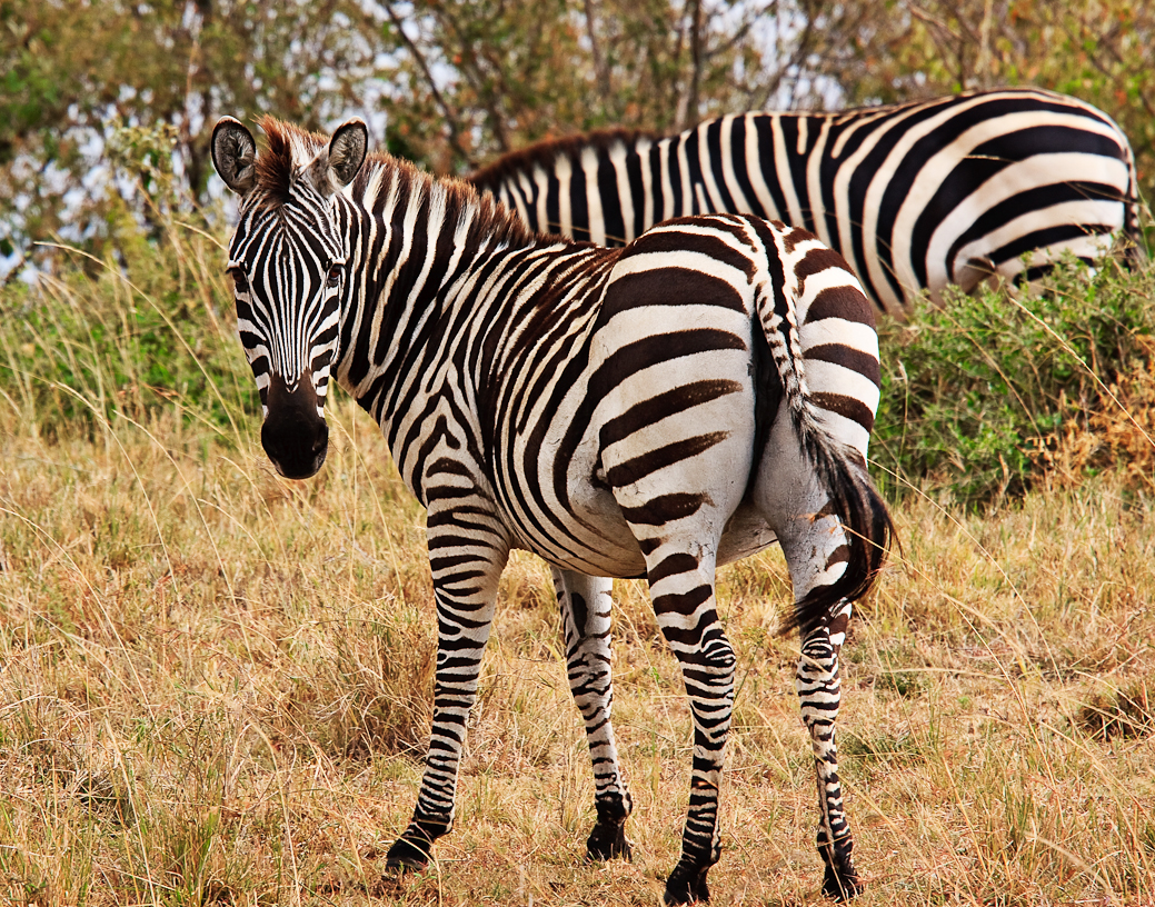 MM13 Burchell’s Zebra Marty Cohen Photography