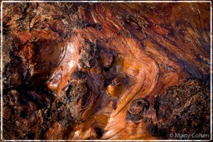 Wet Driftwood