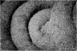 A Windhook Wattle