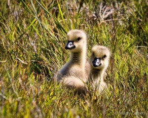 Goslings in Pebble Beach