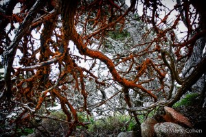 Mystical Point Lobos Tree