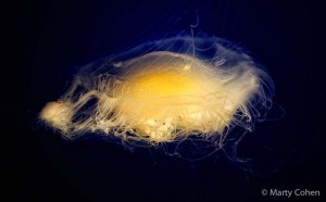 Egg-Yolk Jellyfish