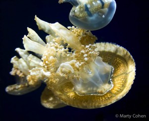 Spotted Jelly