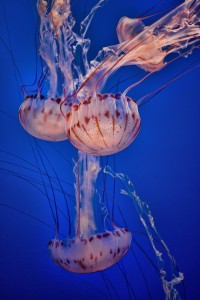 Purple-Striped Jellyfish