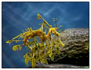 Leafy Sea Dragon