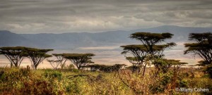 Acacia Trees at the Rim of the Crater
