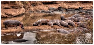 Hippo Beach