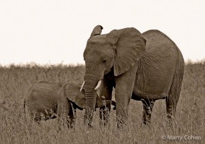 Mother and Baby Elephant