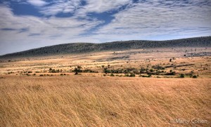 The_Masai_Mara_Savannah