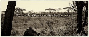 Wildebeest Migration