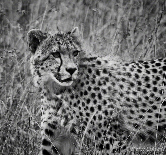 A Young Cheetah