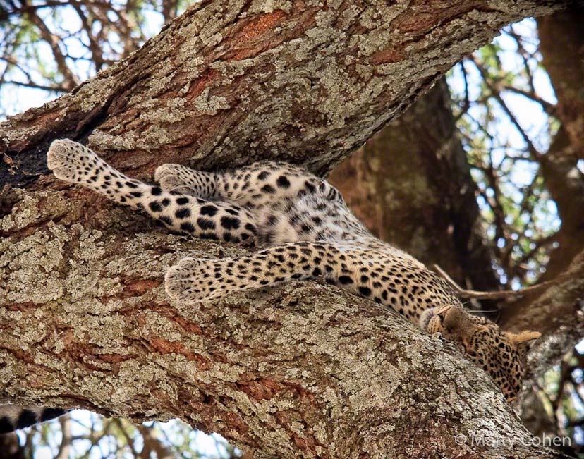 A Young Sleeping Leopard