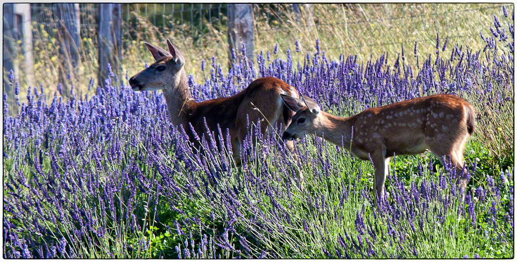 The Fawn in the Lavender