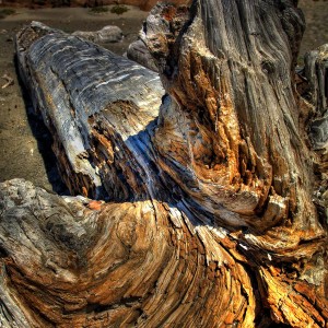 Driftwood_San_Simeon_Beach