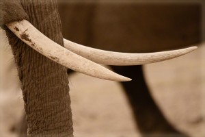 Elephant Tusks
