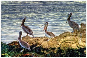 Four Pelicans