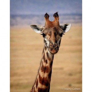 A Friendly Giraffe
