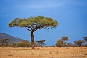 Masai Mara Acacia Tree