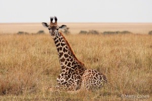 A Young Giraffe Sits