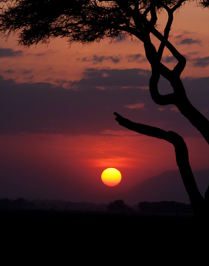 The Setting Sun and the Tree in Amboseli