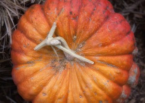 Cinderella Pumpkin