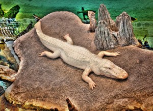 Claude, the Albino Alligator