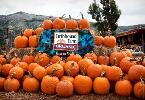 Earthbound Farm Pumpkins