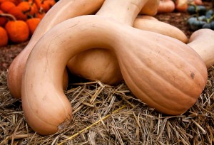 Neck Pumpkins 2