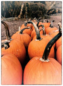 Fall Harvest of Pumpkins