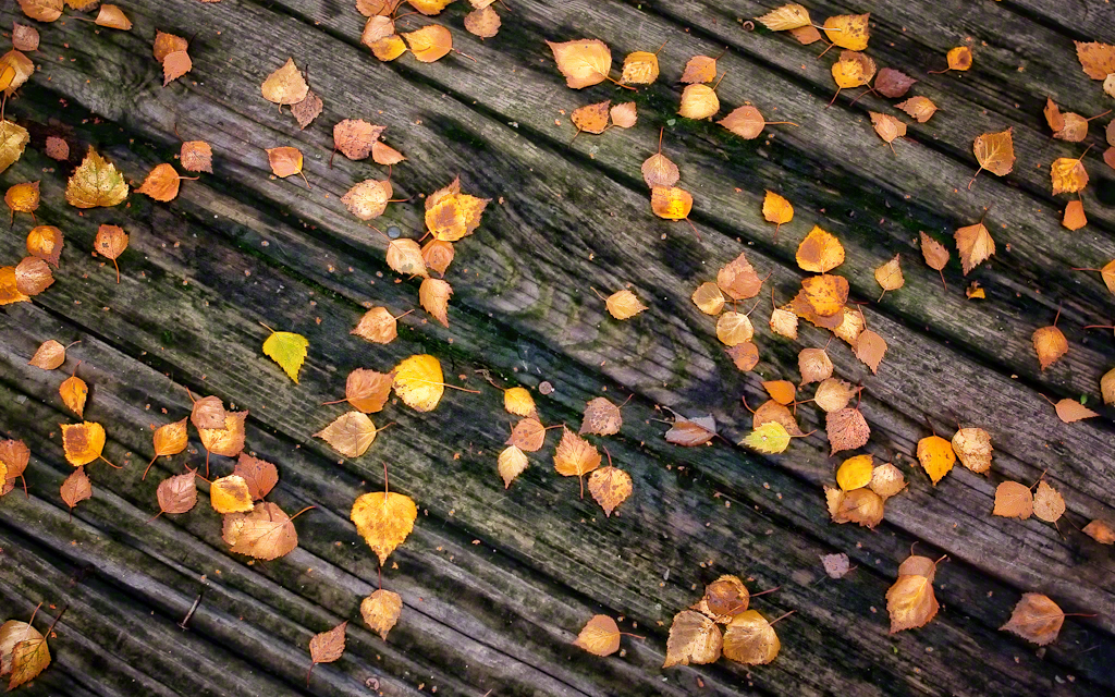 Fallen Leaves 1