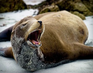 Sea Lion