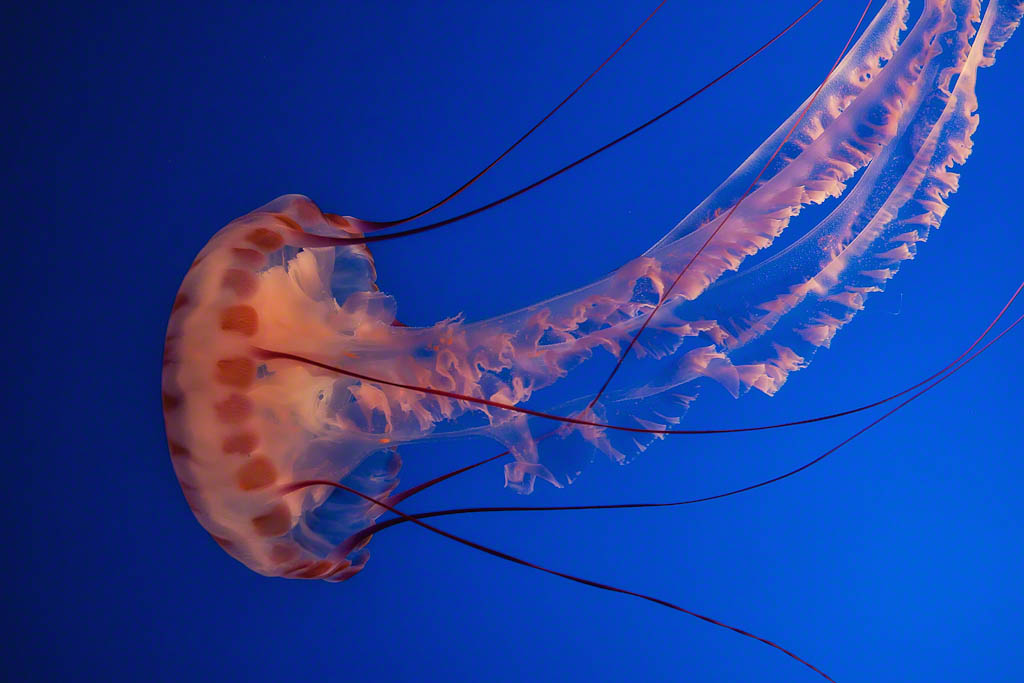 The Graceful Purple-Striped Jellyfish