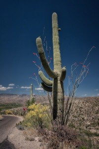 The Saguaro and the Ocotillo Cactus