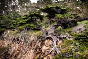 Point Lobos Tree on the Hillside