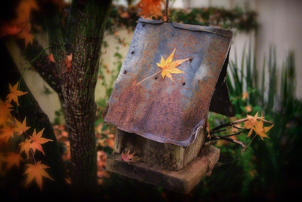 The Birdhouse and the Japanese Maple