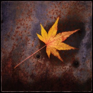 The Leaf on the Birdhouse Roof