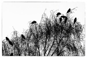 The Birds