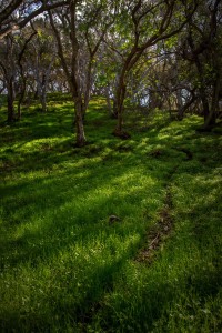 Deer Trail on the Hillside
