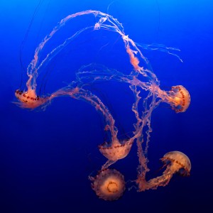 Dance of the Purple-striped Jellies