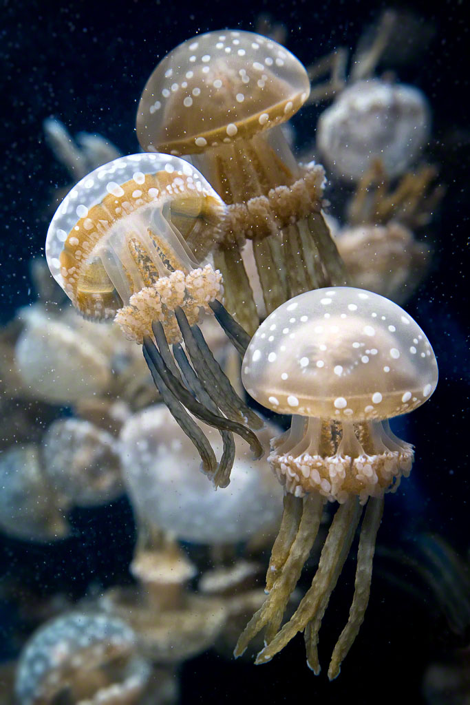 Spotted Jelly Jellyfish