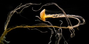 Dance of the Indonesian Sea Nettle