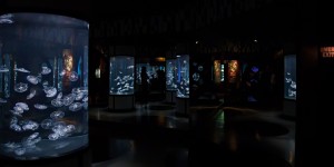 Moon Jelly Exhibit at the Monterey Bay Aquarium