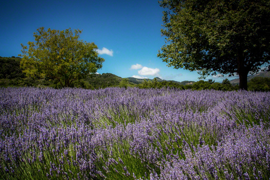 Lavender Hillside