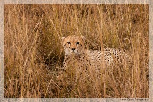 Hiding in the Savanna Grass