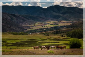 Horses in Snowmass