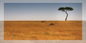 Lone Acacia