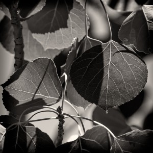 Aspen Leaves
