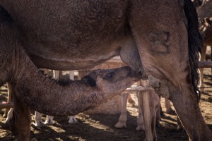 A Young Camel Nursing