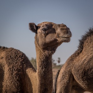 A Proud Camel