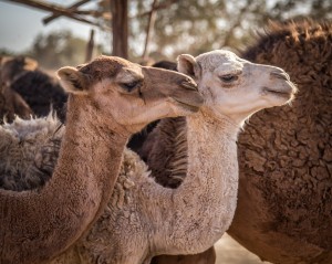 Young Camels